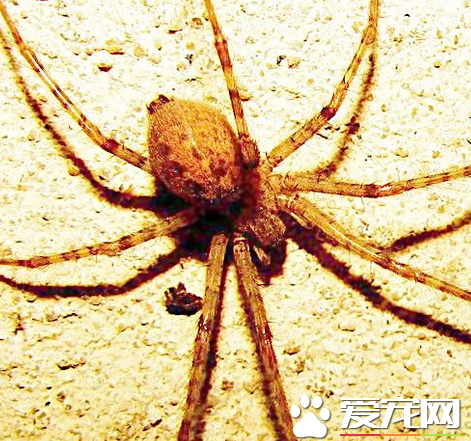 被蜘蛛咬了的症状 用肥皂以及清水清洗伤口