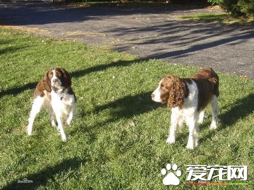 史宾格犬什么时候断尾 史宾格犬出生2到3天内