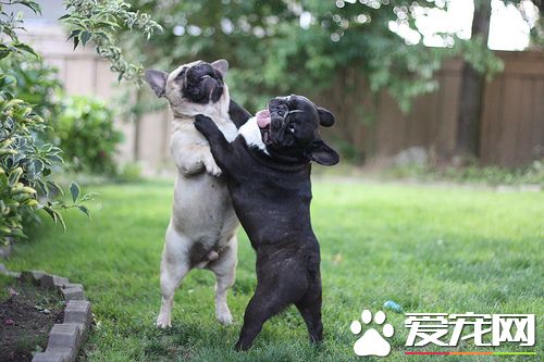 法国斗牛犬的智商 不算特别的聪明的狗狗