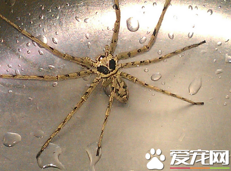 家里最常见的蜘蛛 家中常见的蜘蛛有哪些