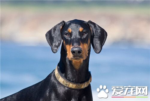 杜宾狗可以做绝育吗 绝育可以避免子宫蓄脓