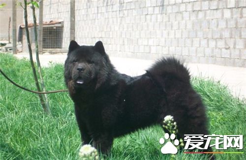 短毛松狮犬价格 购买松狮的注意事项