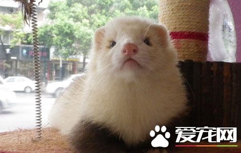 宠物貂是不是很臭 宠物貂除臭方法有哪些