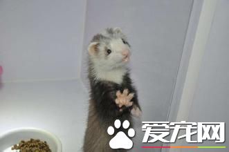 如何饲养宠物貂 一般可以喂食植物性饲料