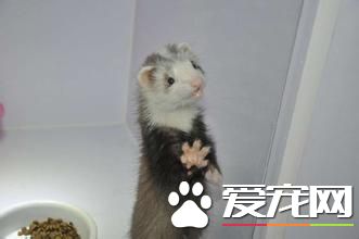 宠物貂怎么繁殖 貂的繁殖能力还算是挺好