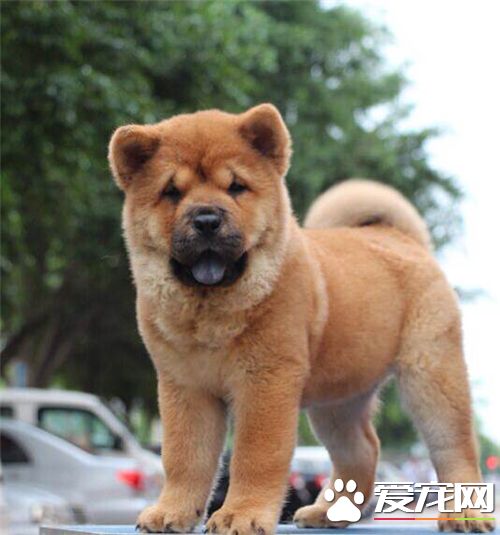 短毛松狮犬价格 购买松狮的注意事项