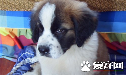 圣伯纳犬的寿命 一般平均在9到12年左右