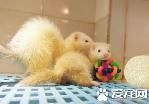 宠物貂认人吗 宠物貂养熟了都认人的