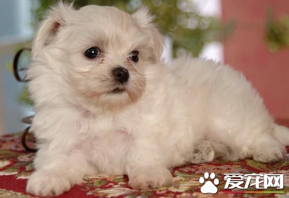 萨摩耶犬挑选技巧 观察萨摩耶幼犬的体型