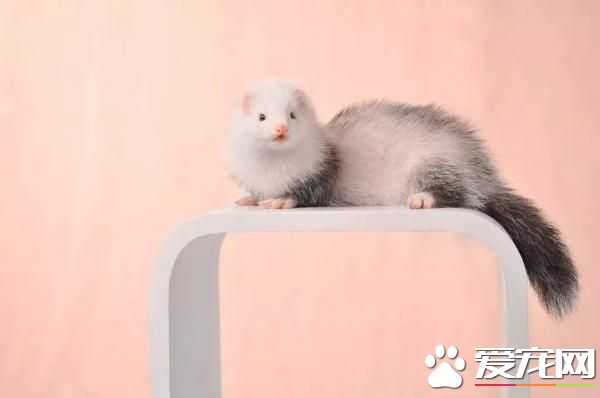 宠物貂生活习性 宠物貂顽皮活泼生性好动