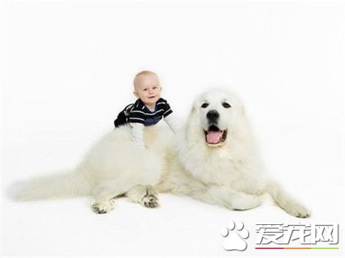 大白熊犬的缺点 大白熊犬的口水掉的很多