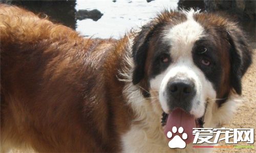 圣伯纳犬的食量 圣伯纳犬好养但是食量大