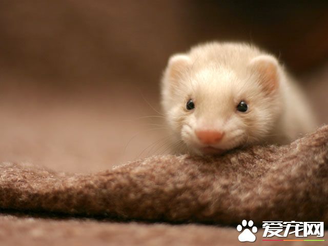 宠物貂生活习性 宠物貂顽皮活泼生性好动