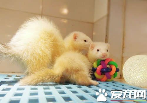 最小的宠物貂 最小宠物貂体重0.8到2千克