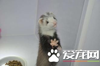 最小的宠物貂 最小宠物貂体重0.8到2千克