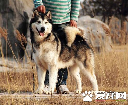短毛阿拉斯加雪橇犬价格 价格在3000至10000不等