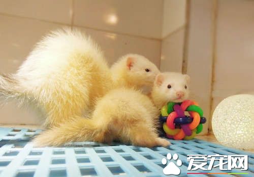 宠物貂的性格 宠物貂的性格是比较活跃的