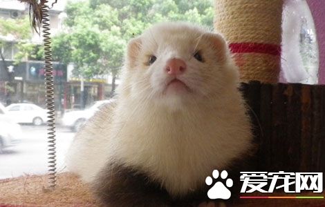 宠物貂饲养方法 喂食一定要保证定时定量