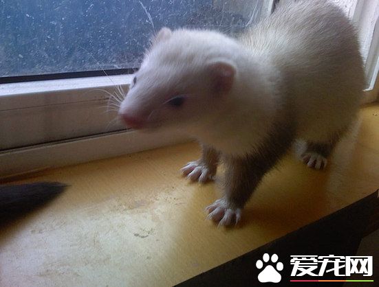 宠物貂哪种好 宠物貂分为安格鲁和玛雪儿两种