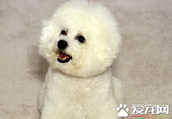 萨摩耶犬如何训练 3个月到6个月是最佳训练时间