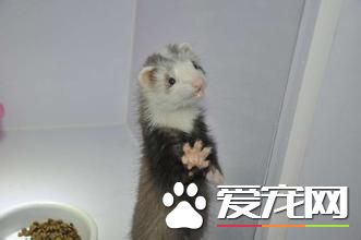 宠物貂是不是很臭 宠物貂除臭方法有哪些