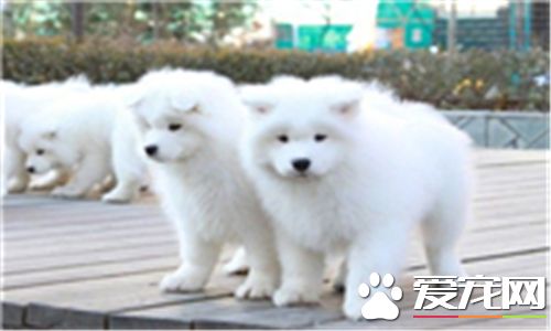 萨摩耶犬有几种颜色 萨摩耶一般有四种颜色