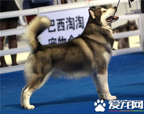 短毛阿拉斯加雪橇犬价格 价格在3000至10000不等