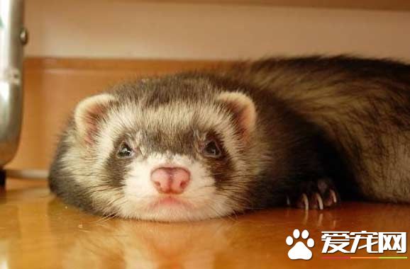 宠物貂怎么样 宠物貂是比较喜欢与人玩耍