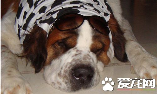 圣伯纳犬的性格 圣伯纳犬是很友善的狗狗
