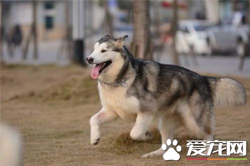 短毛阿拉斯加雪橇犬价格 价格在3000至10000不等