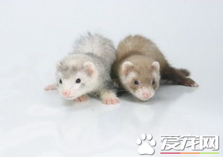 宠物貂哪种好 宠物貂分为安格鲁和玛雪儿两种