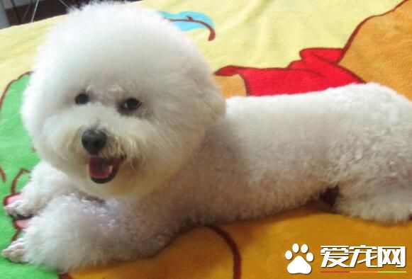 萨摩耶犬挑选技巧 观察萨摩耶幼犬的体型