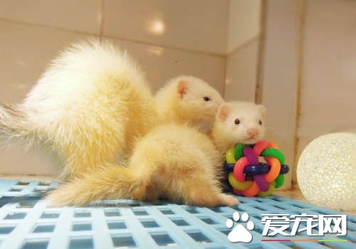 宠物貂的品种 宠物貂分为安格鲁和玛雪儿