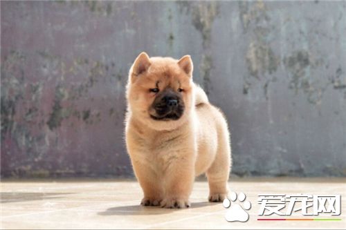 短毛松狮犬价格 购买松狮的注意事项