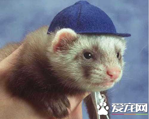 宠物貂怎么样 宠物貂是比较喜欢与人玩耍