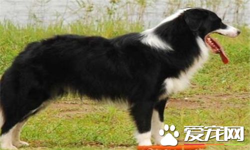 圣伯纳犬的饲养 生长速度快对营养需求较高