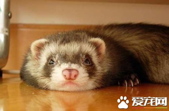 宠物貂的品种 宠物貂分为安格鲁和玛雪儿