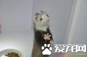 宠物貂生活习性 宠物貂顽皮活泼生性好动