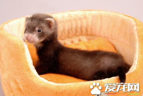 宠物貂的品种 宠物貂分为安格鲁和玛雪儿