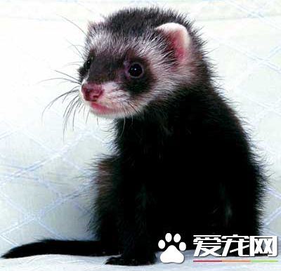 宠物貂怕冷吗 宠物貂是不会怕冷的宠物