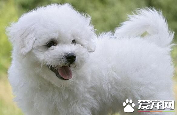 萨摩耶犬挑选技巧 观察萨摩耶幼犬的体型