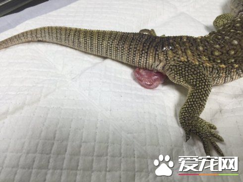 蜥蜴脱肛 可以用云南白药创可贴来治疗