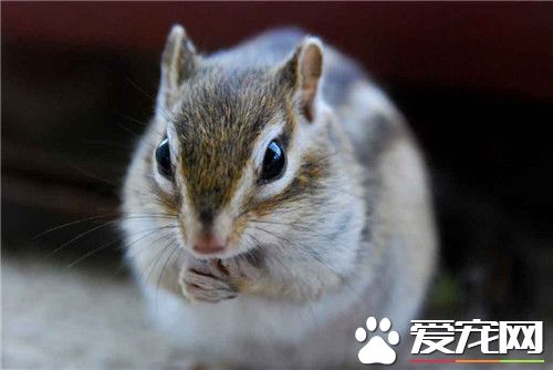 黄山松鼠多少钱一只 黄山松鼠在二三百左右