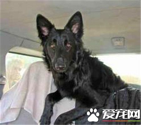 平毛寻回犬幼犬多少钱一只 一般在600到2500元