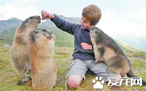 土拨鼠多少钱一只 普通土拨鼠价格70到80元