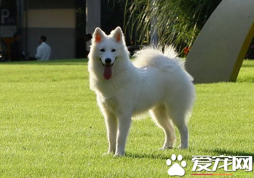 萨摩耶犬纯种多少钱 一般价格在1500到3000元