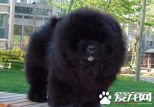 松狮犬如何养 松狮犬喂养需要注意的事项