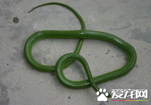 宠物蛇饲料 宠物蛇一般只吃活性的动物