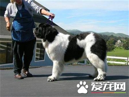 纽芬兰犬怎么训练 可以使用强迫手段进行训练