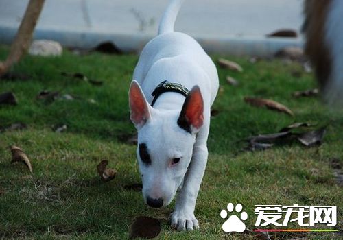 如何选购迷你牛头梗 最好选择性格外向的幼犬